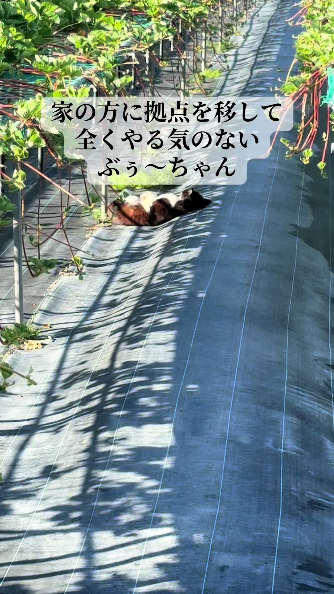@JUNðð蟲家ã®ãªãã¿ã³
