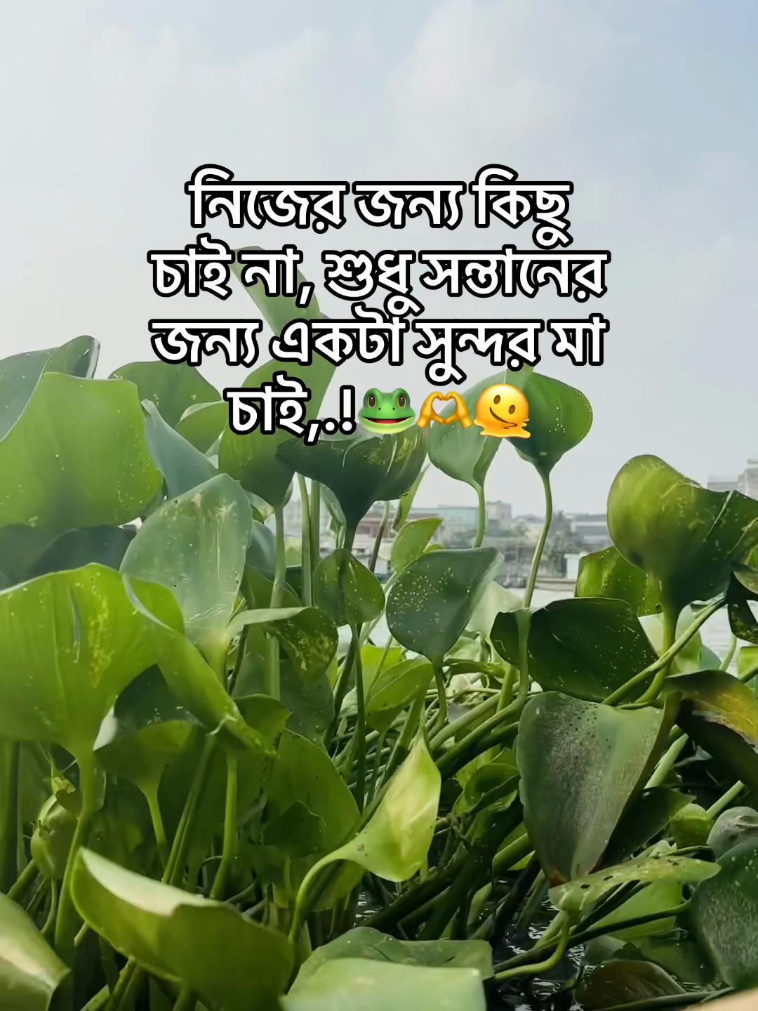 @টিক -টিকি