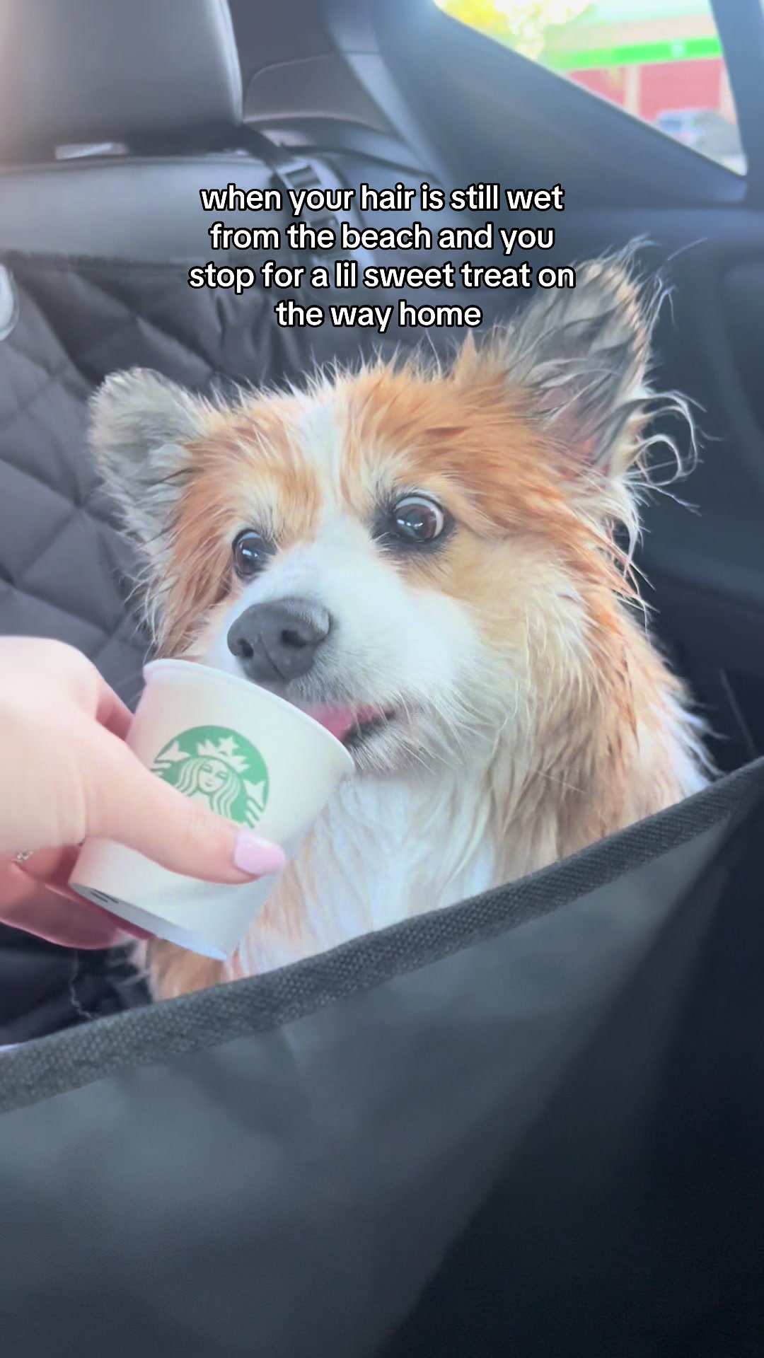 @hudsonthefluffycorgi