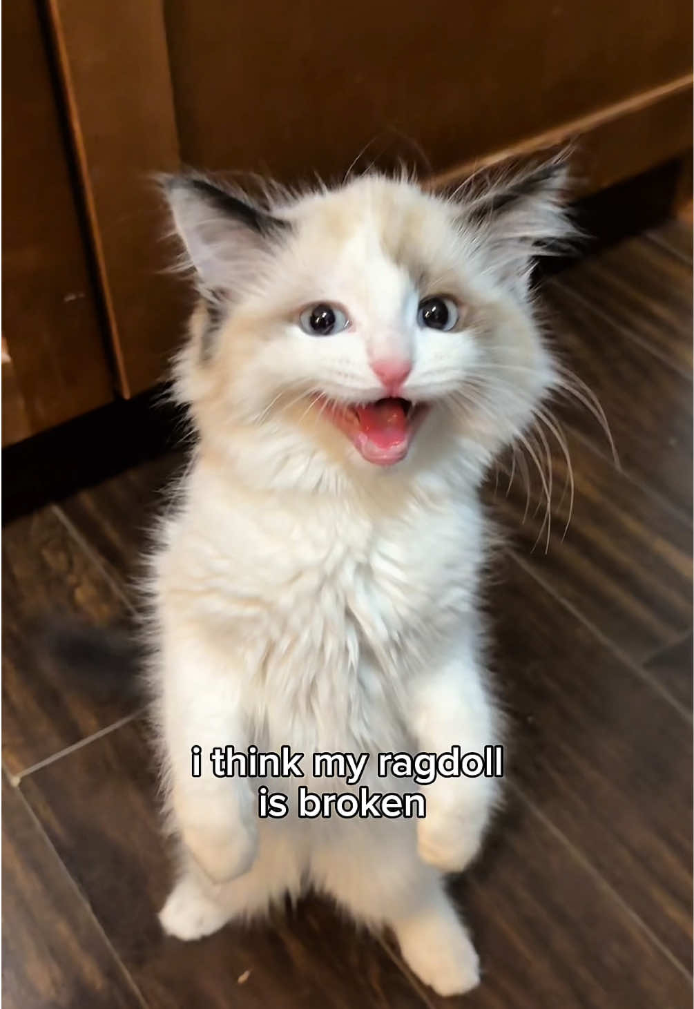 @Nyla the Cat 😼✨