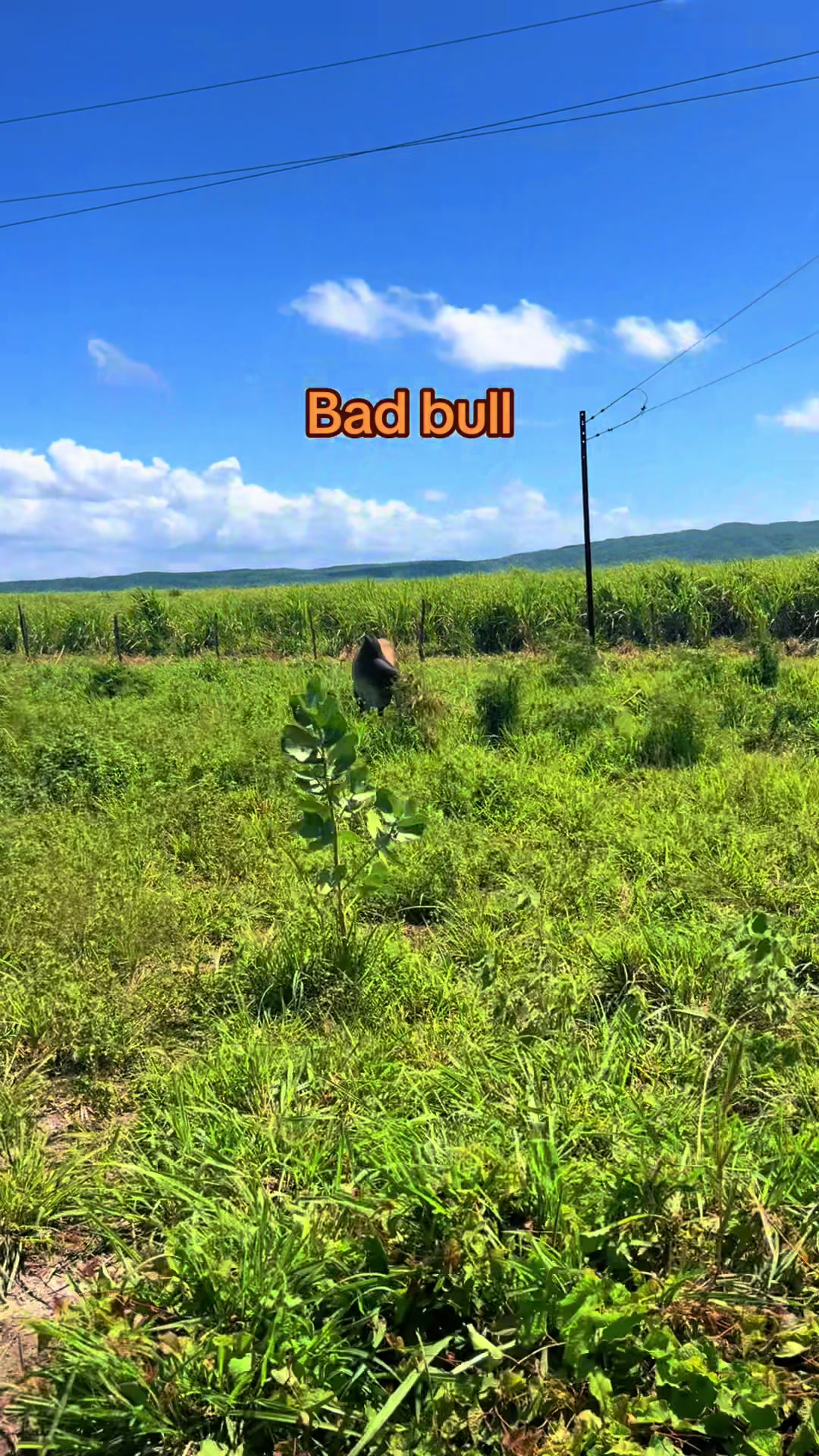 @GrazingJamaica