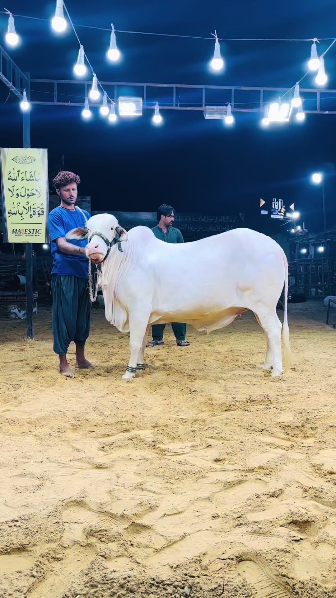 @MAJESTIC CATTLE & GOAT FARM