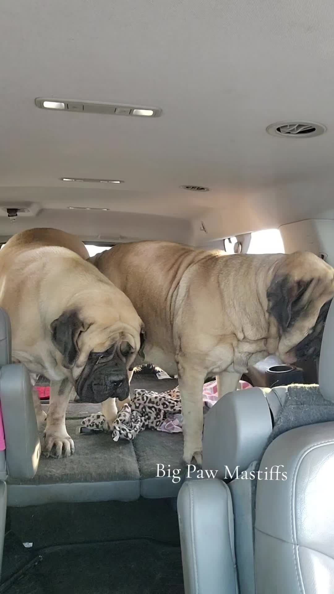 @Big Paw Mastiffs