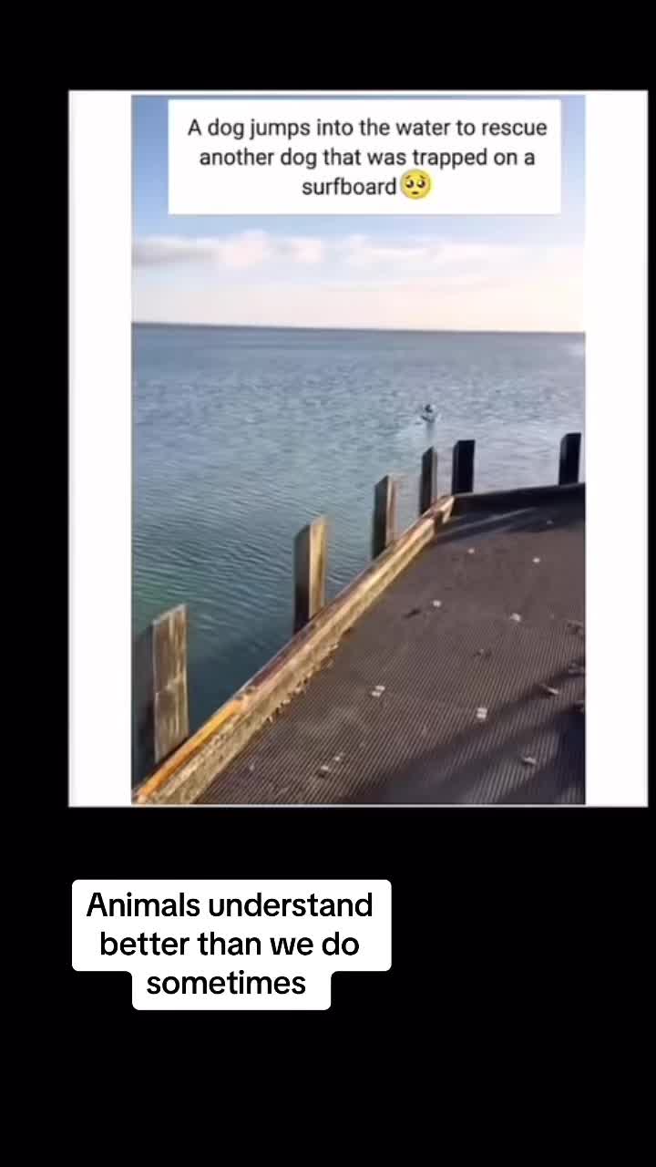 @Animal Antics