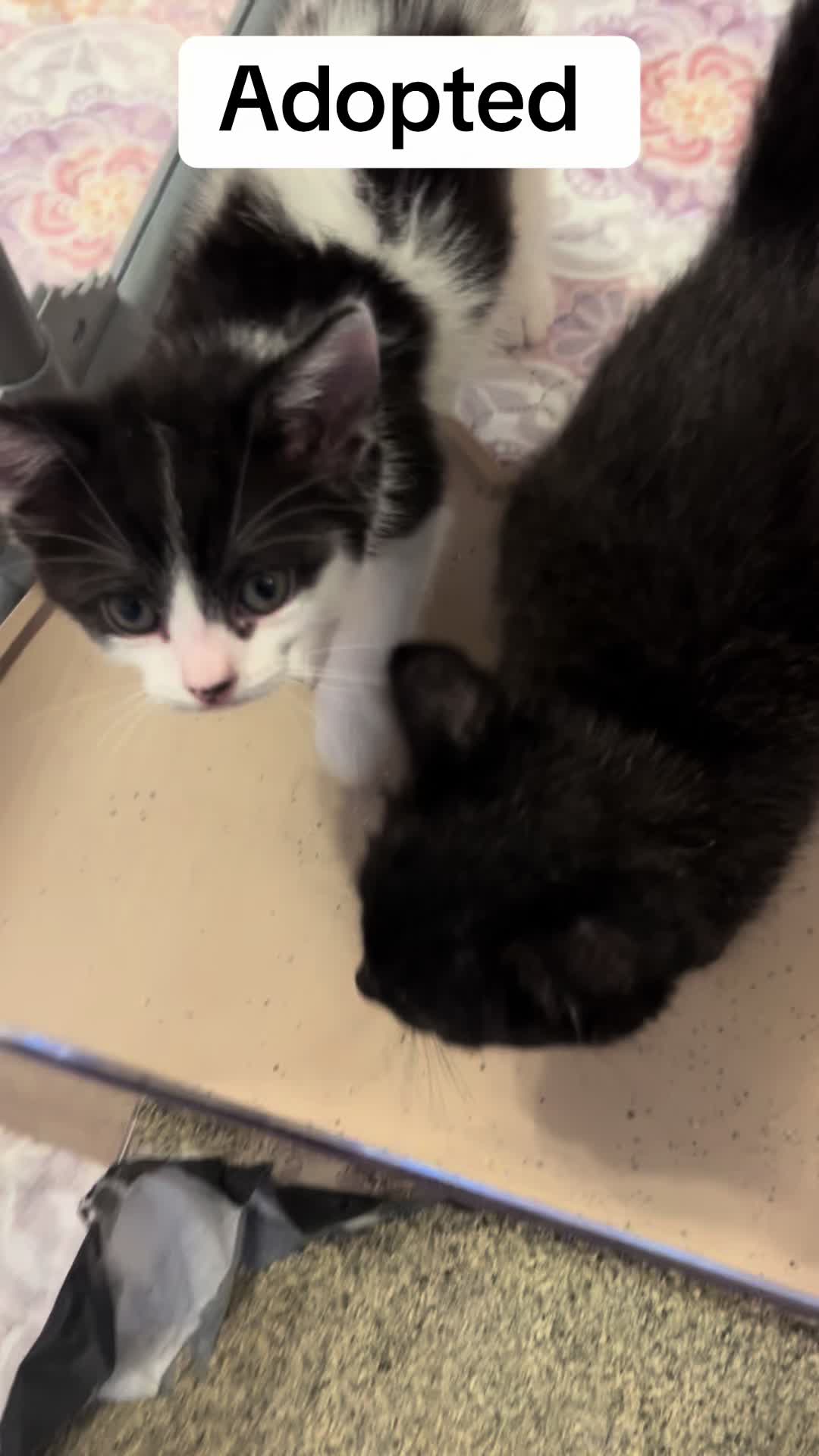 @Kitten.mama
