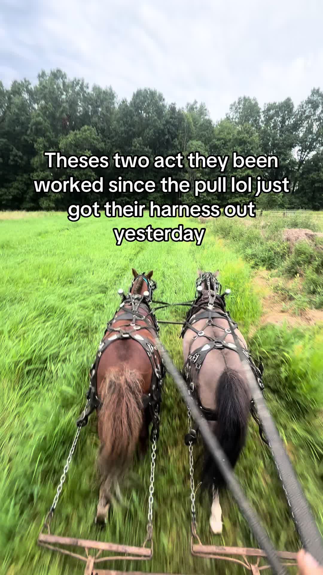@cj