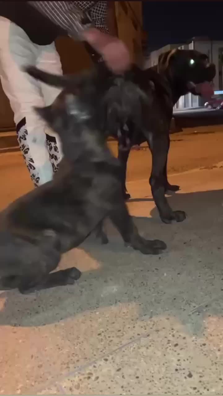 @canicorsoftmalinois