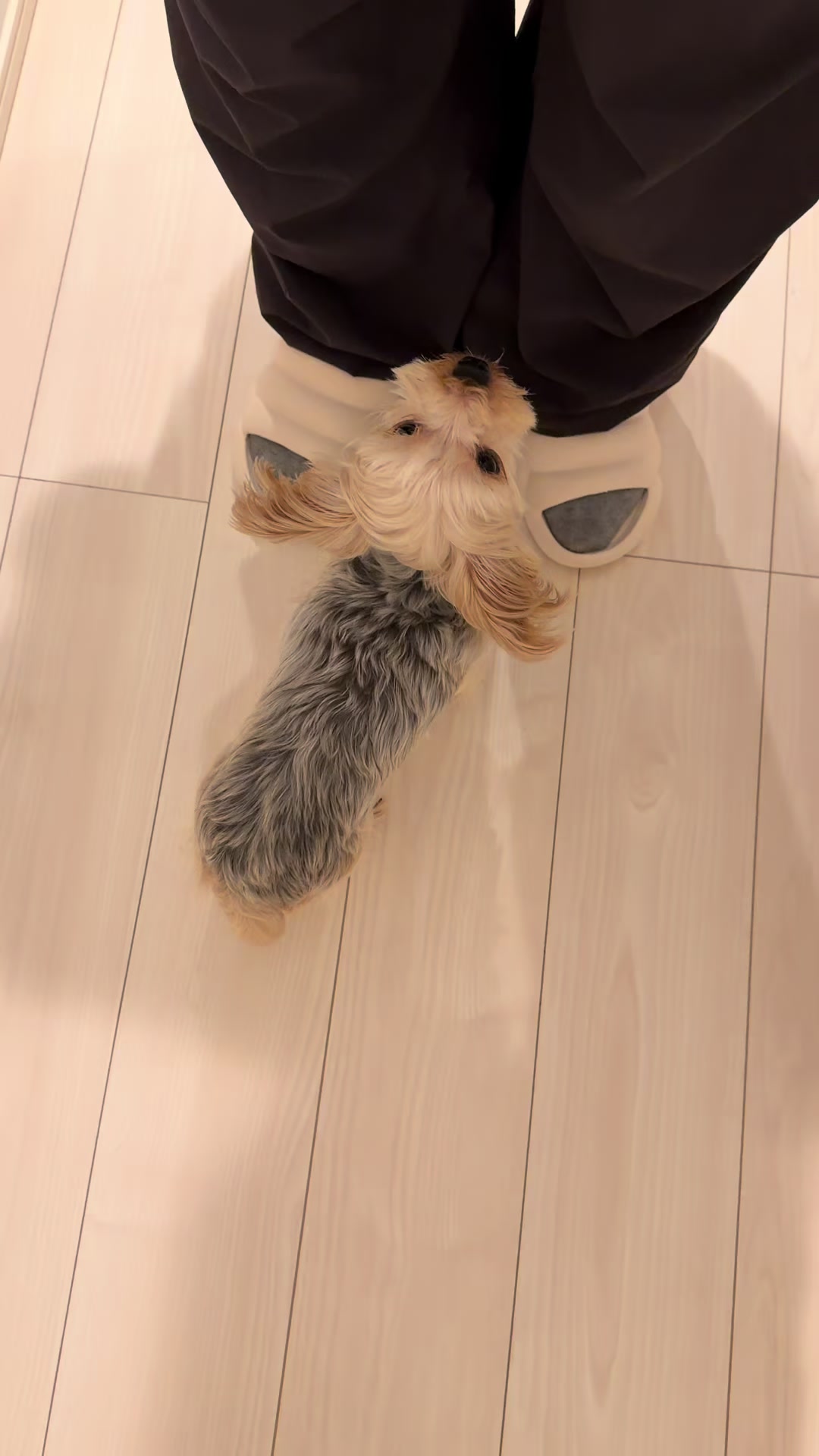@みちゃよも🐶🐱