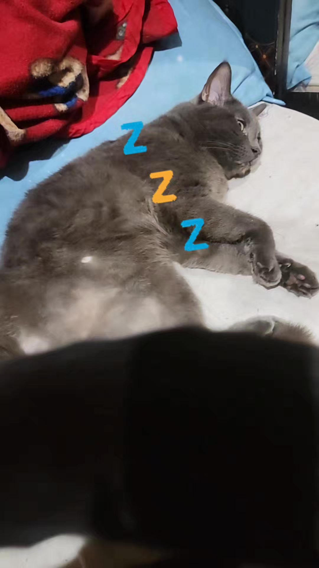 @CrazyCatMe