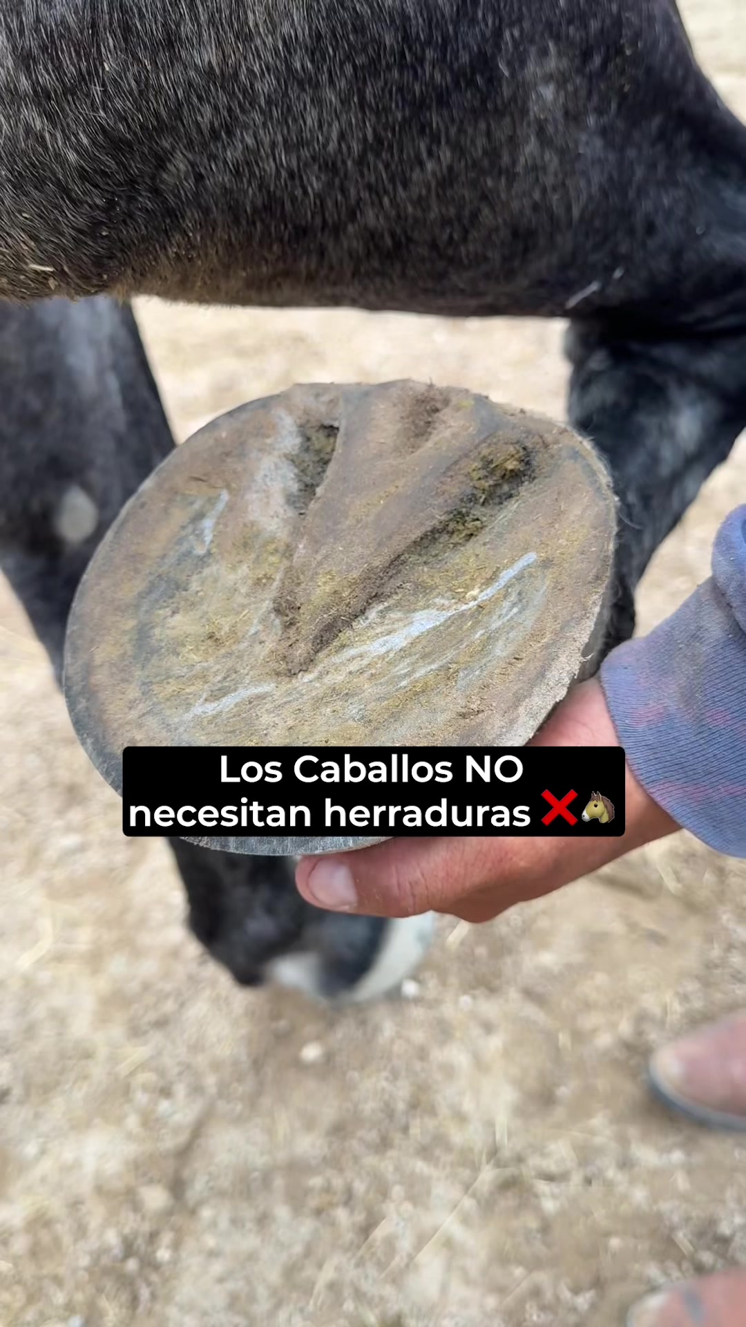 @Agua Zarca, Caballos Españoles