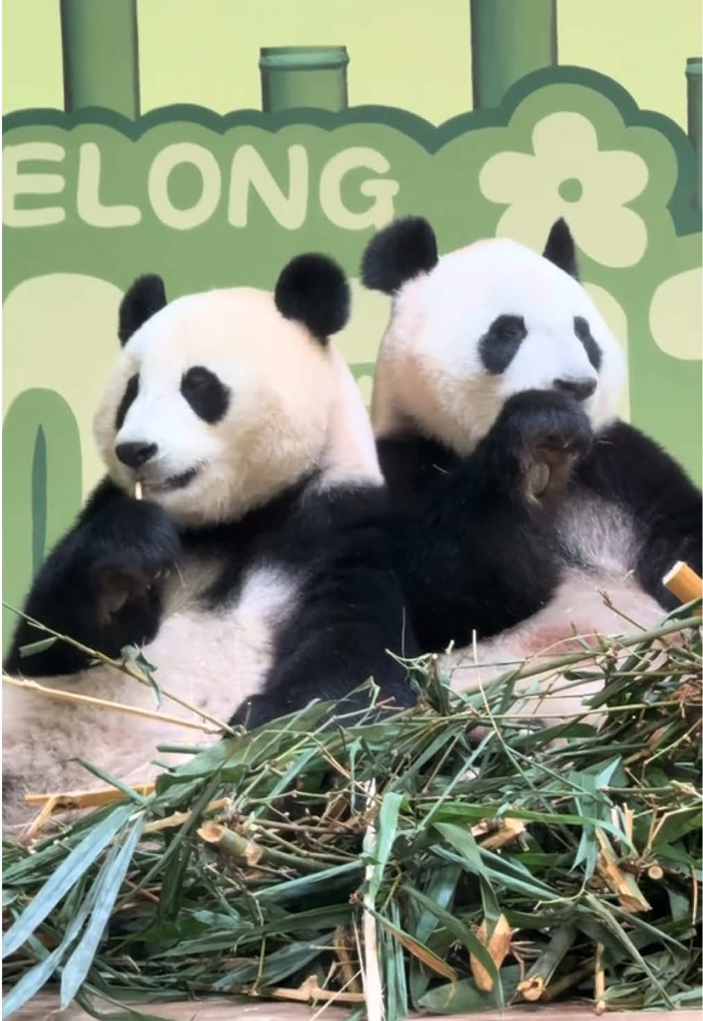 @熊猫妹珠🐼