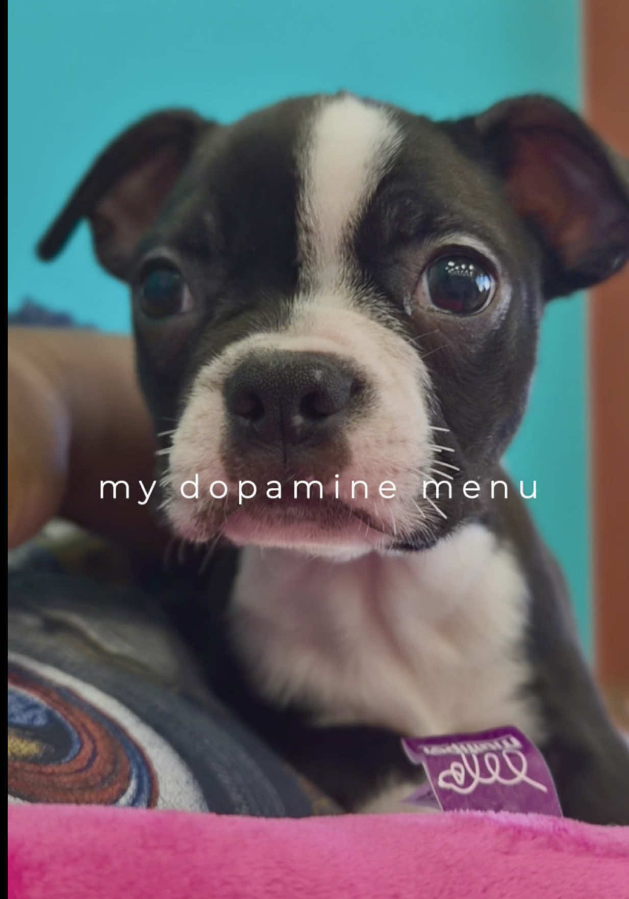 @Petland Oklahoma City