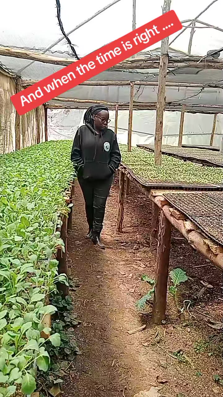 @wambuku thefarm empress