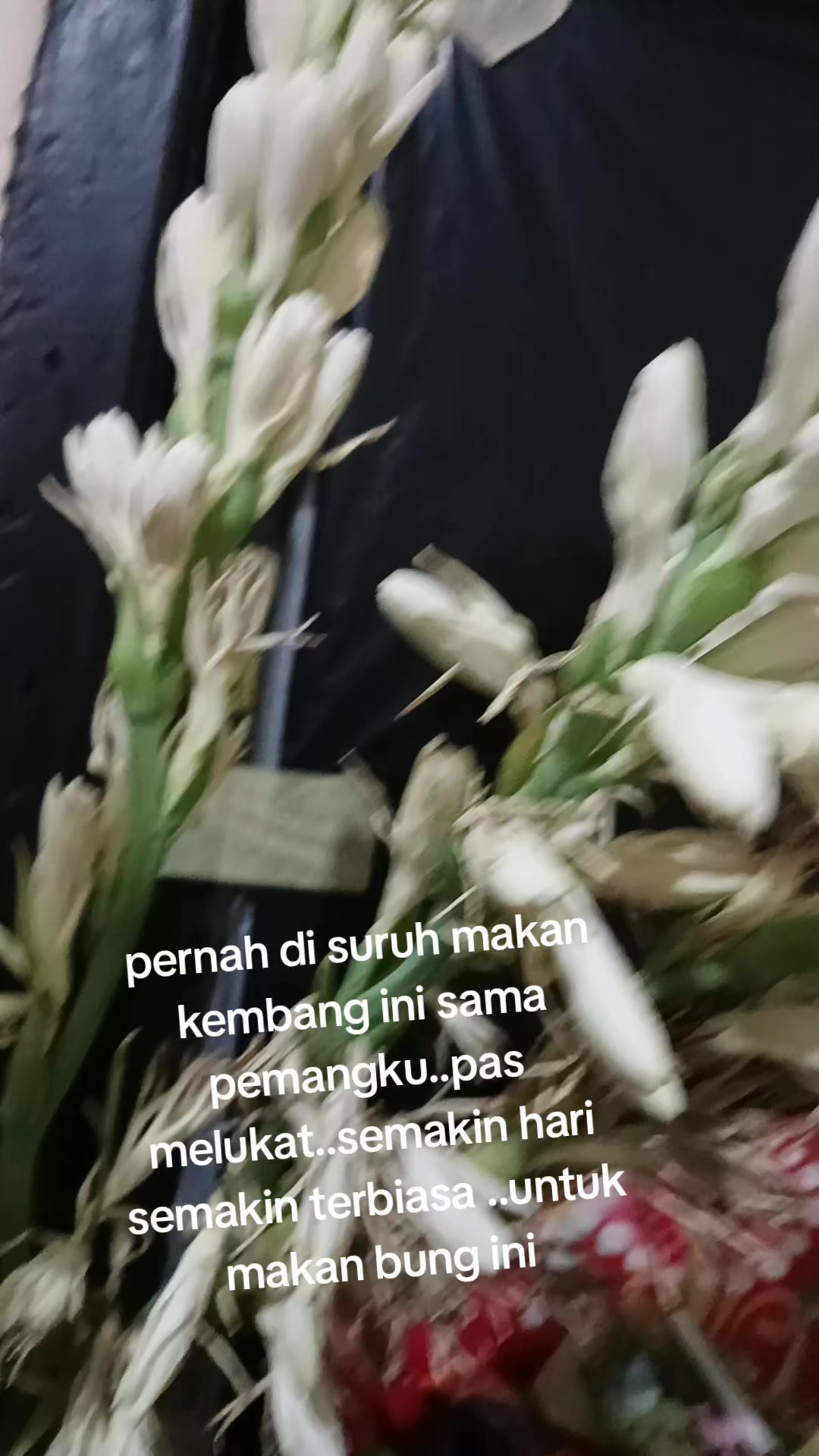 @Ayu