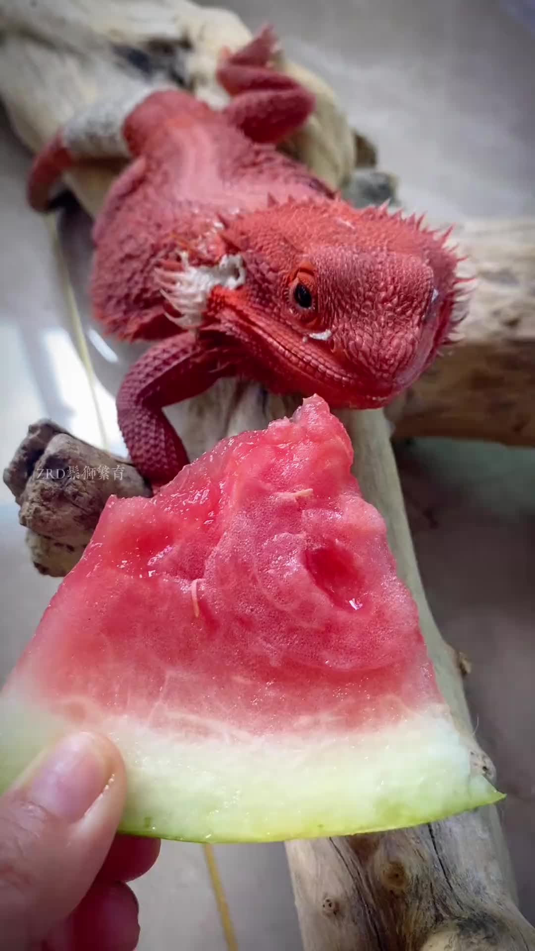 @ReptileHavenUS