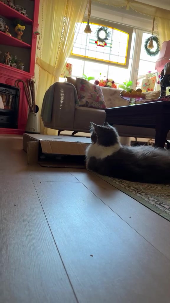 @grumpycattommyandfriends