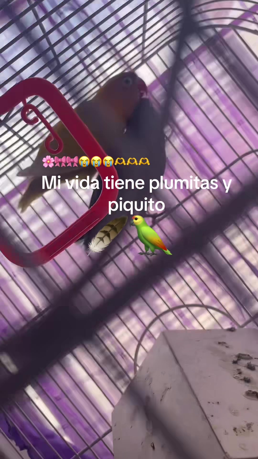 @Natalia 🌸🌸🌸🌸