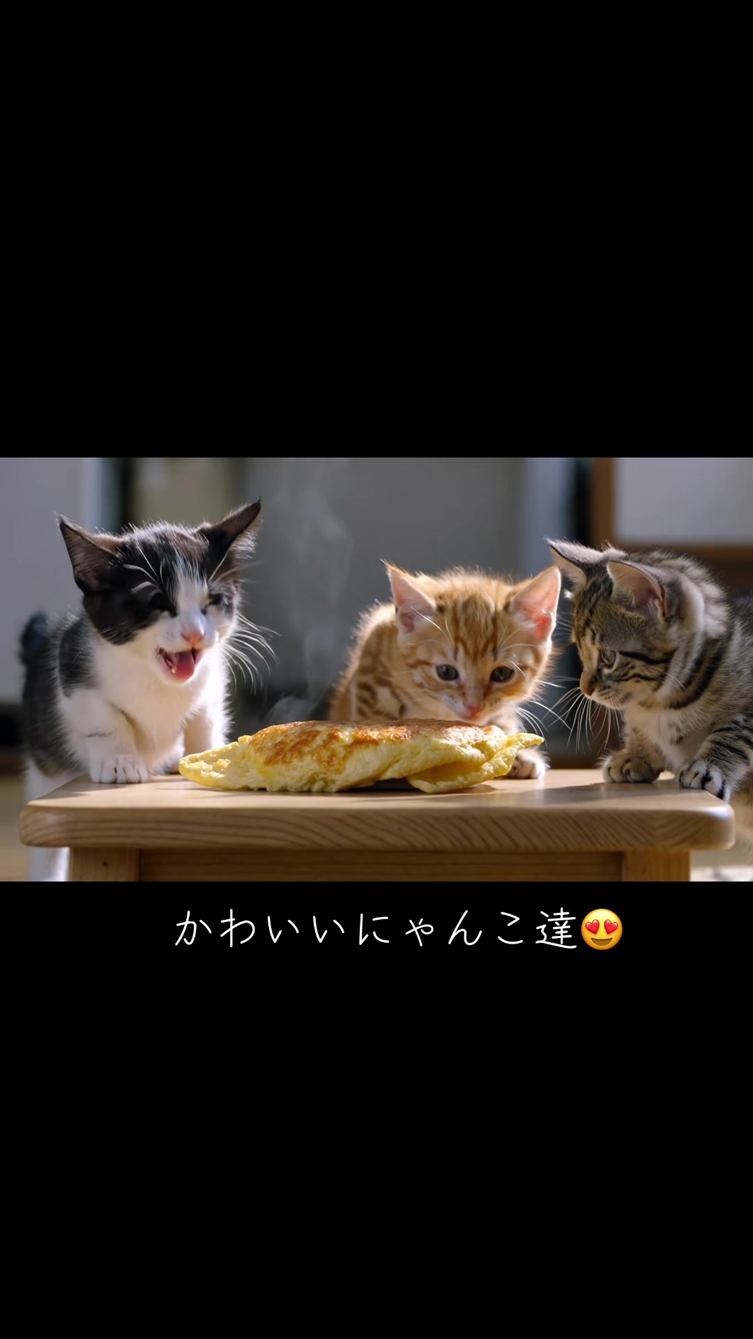 @Shin Hashi