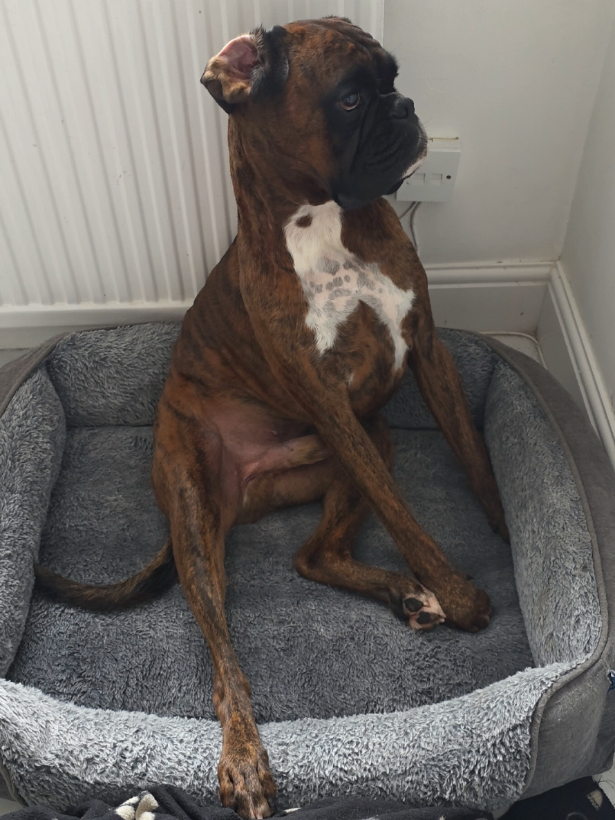 @Clive The Boxer Dog