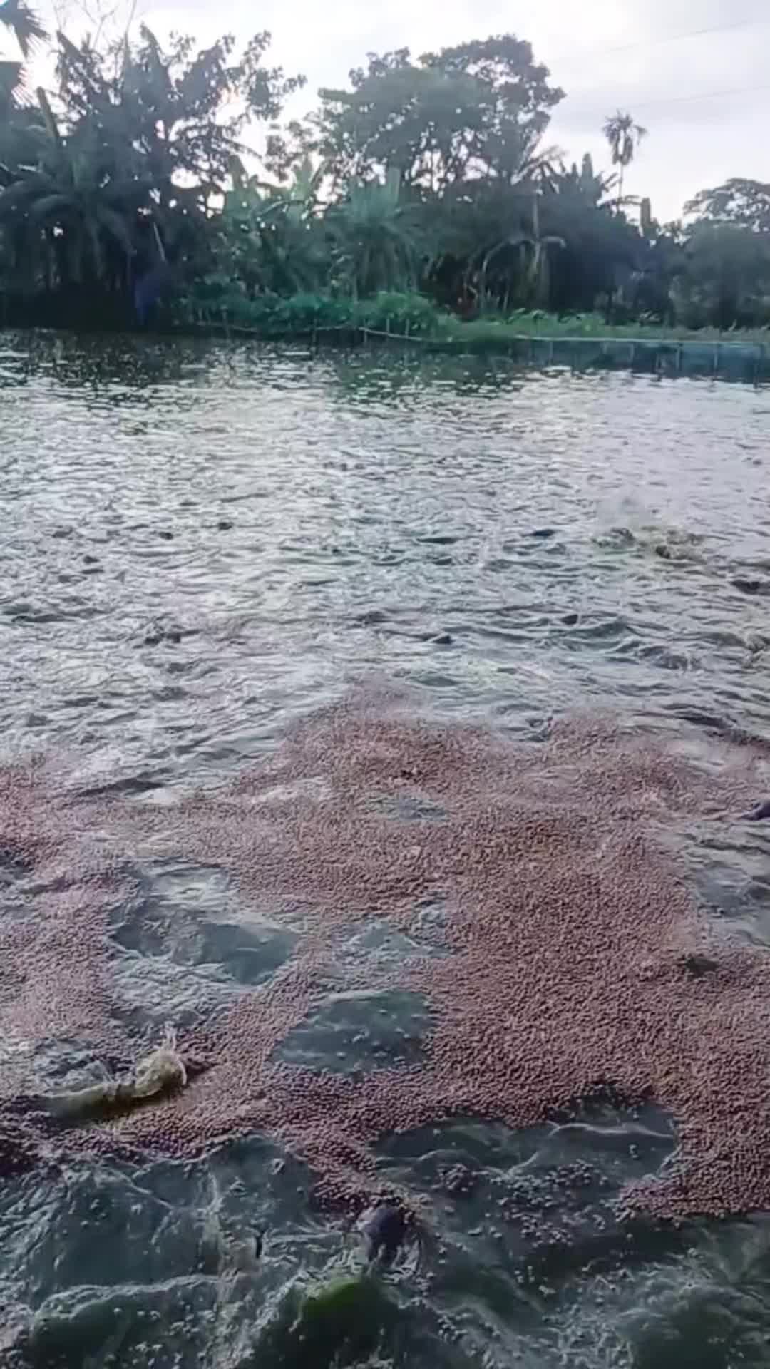 @সুজন মিয়া