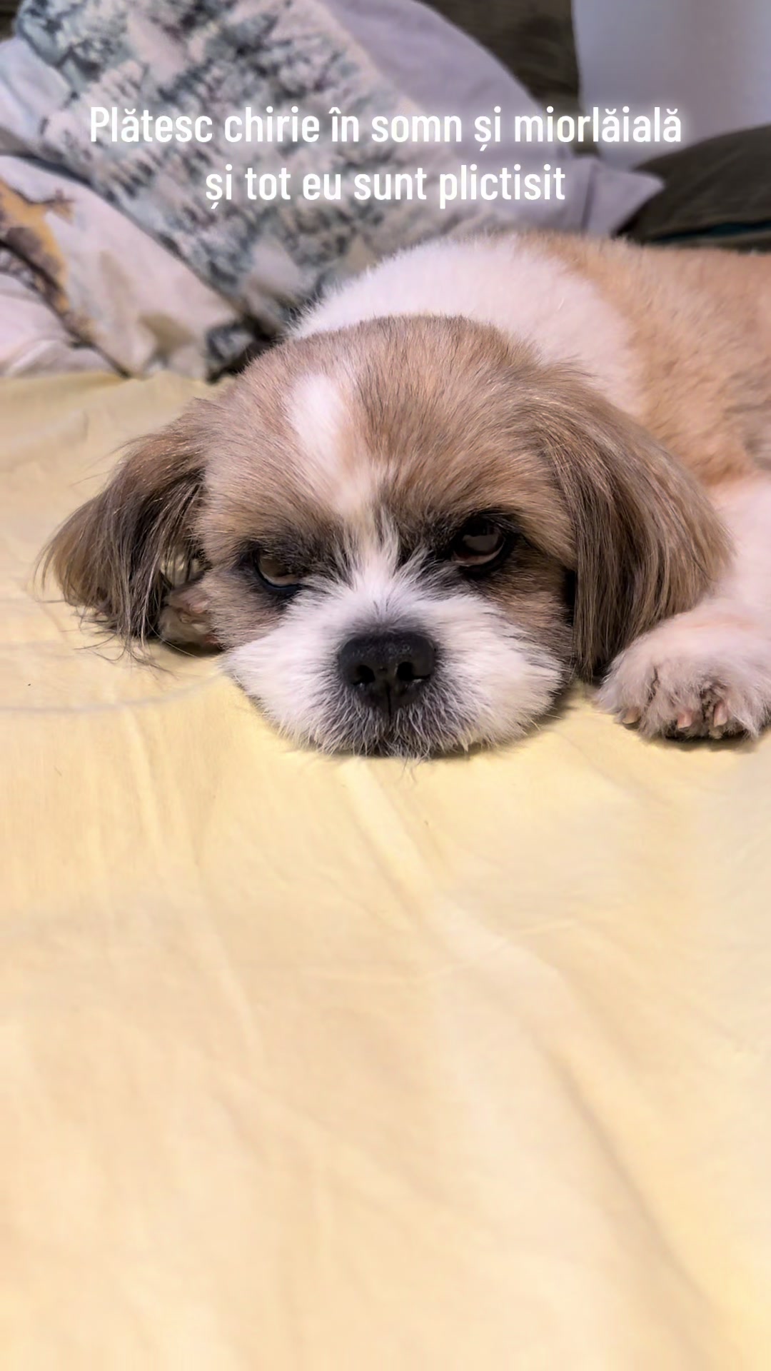 @🦮🐕&zwj;🦺🐕&zwj;🦺Pufy🐕&zwj;🦺🐕&zwj;🦺🦮