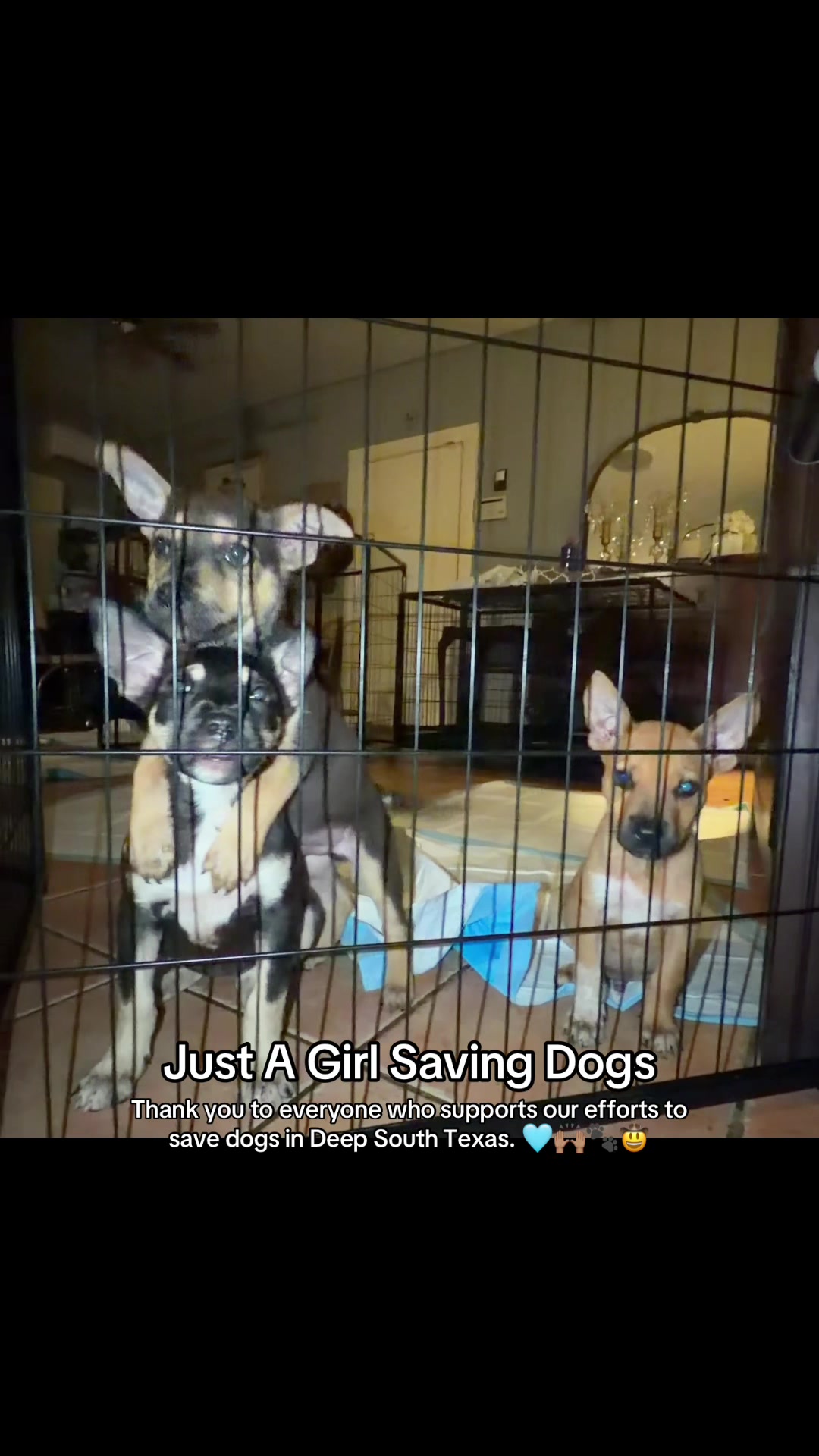 @Just A Girl Saving Dogs