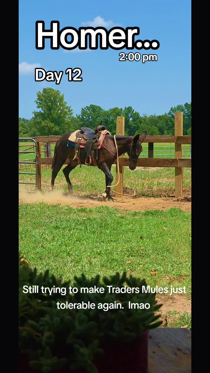 @CactusLMules