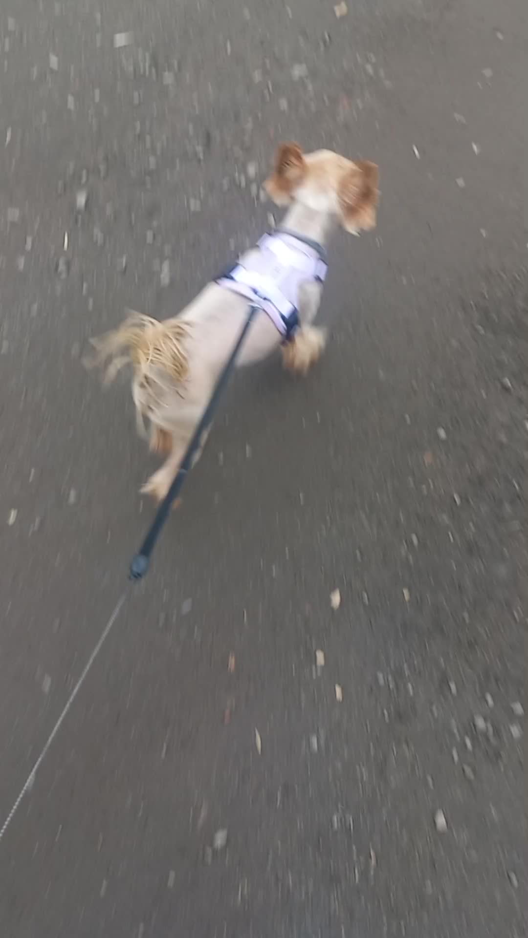 @🐉Дракоша Тоша🐕