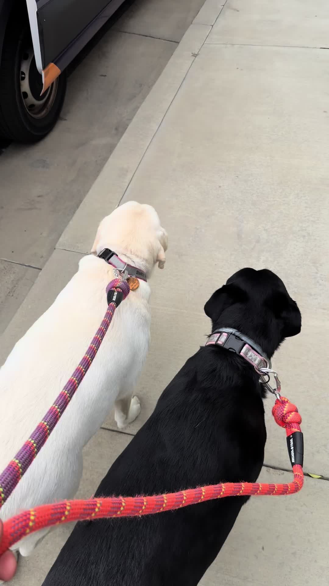 @FITPUP Mobile Dog Gym