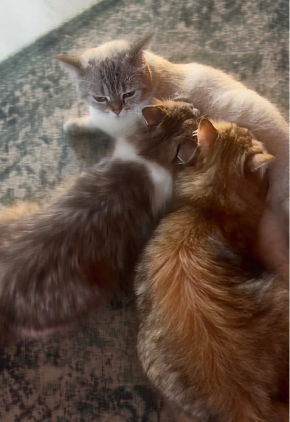 @penka_and_kittens