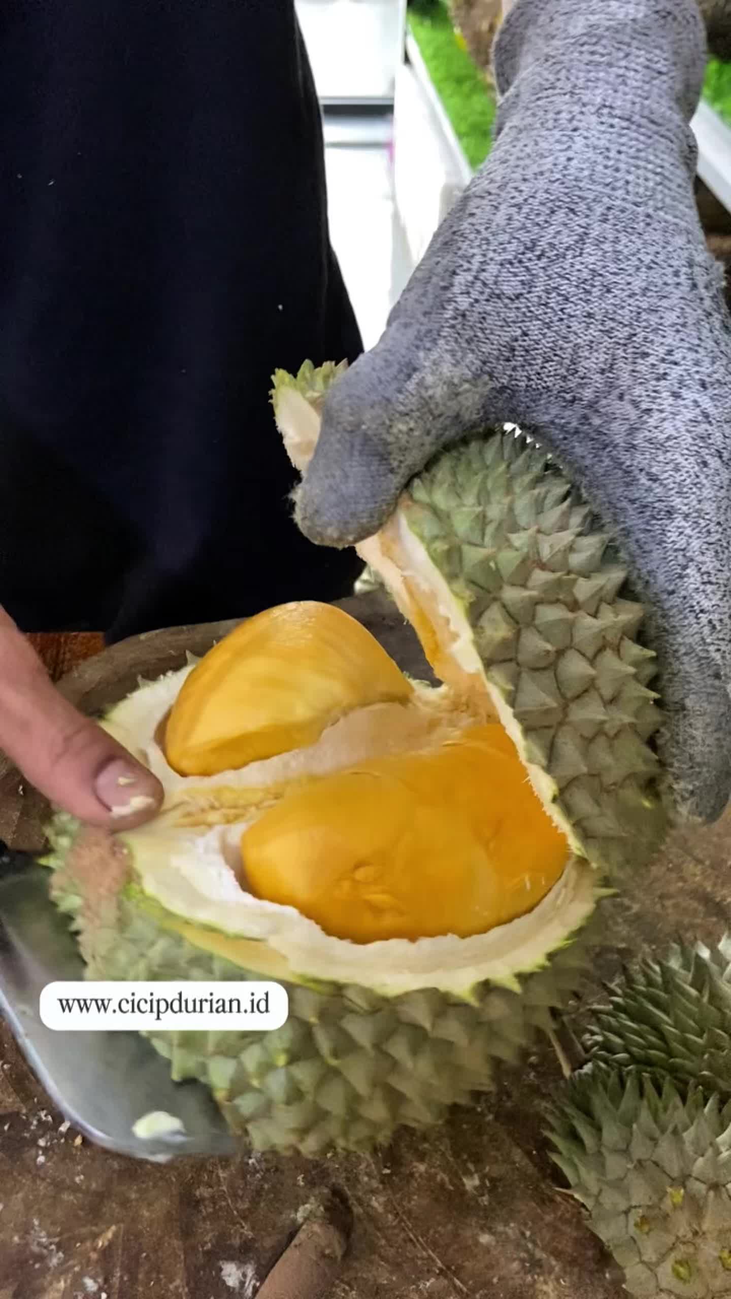 @CICIP DURIAN