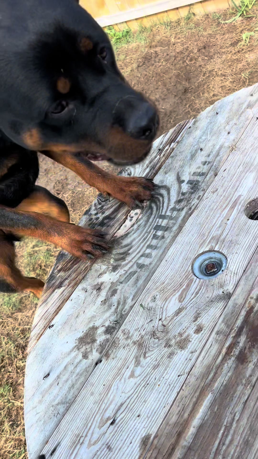 @HardBody K9 Training