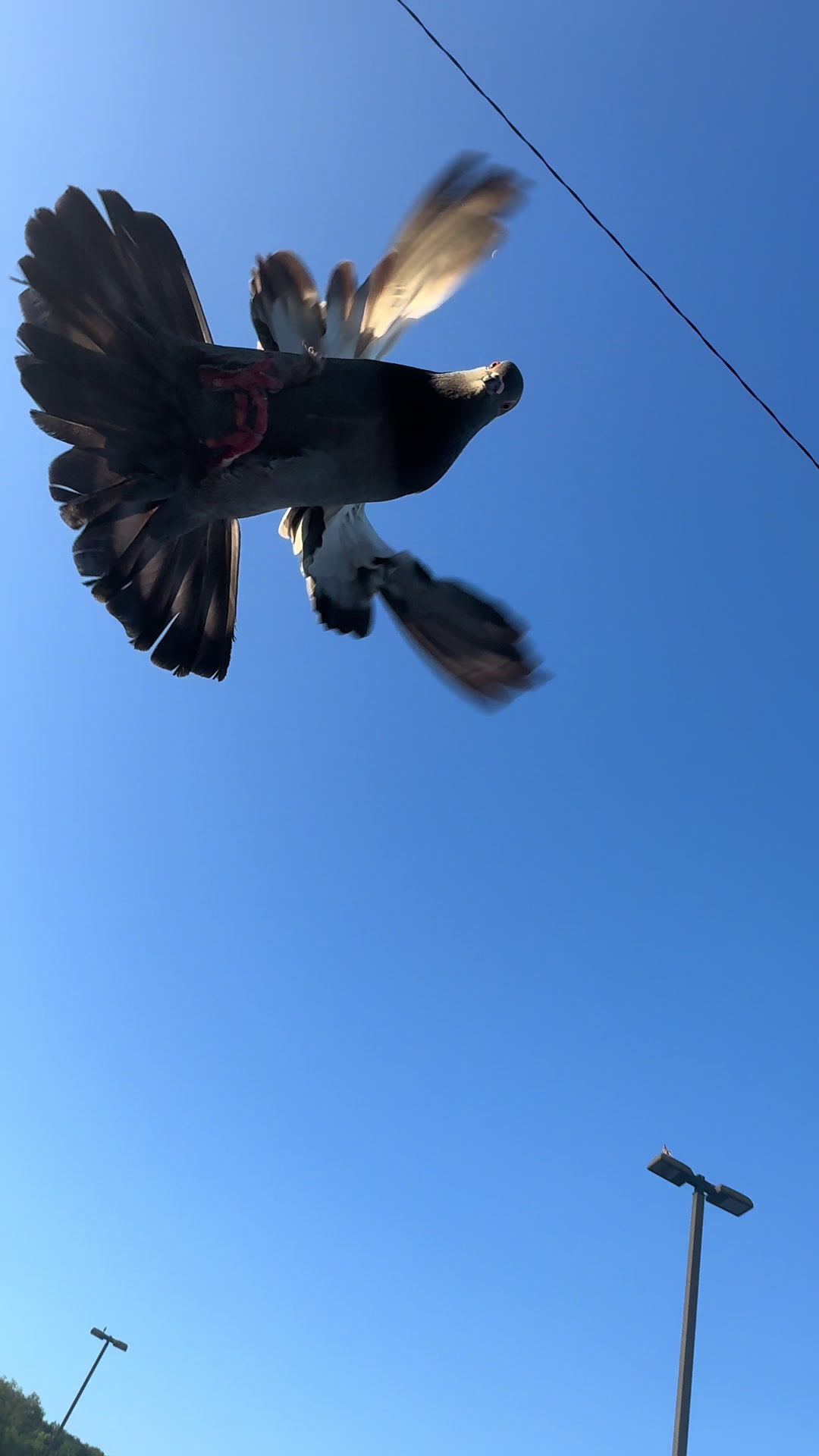 @Beebee The Pigeon