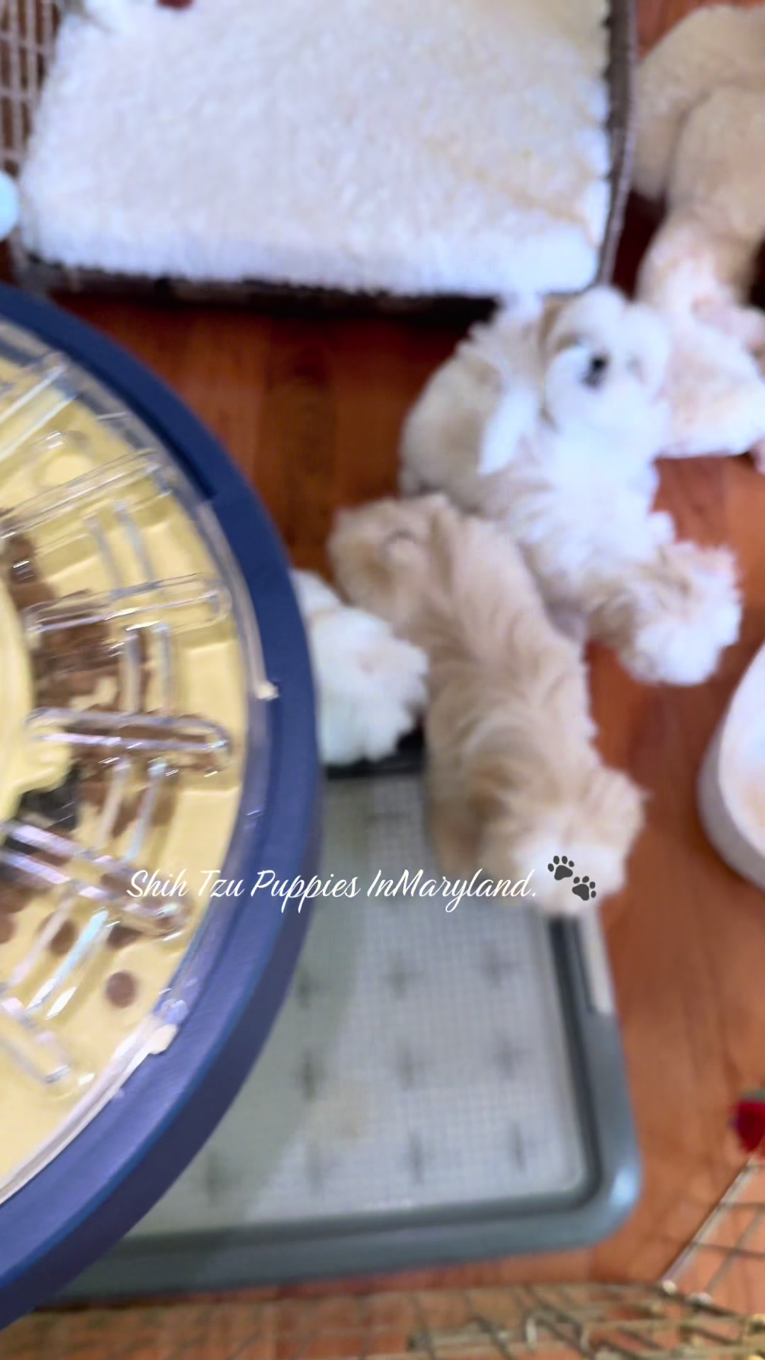 @Shih Tzu Puppies in Maryland