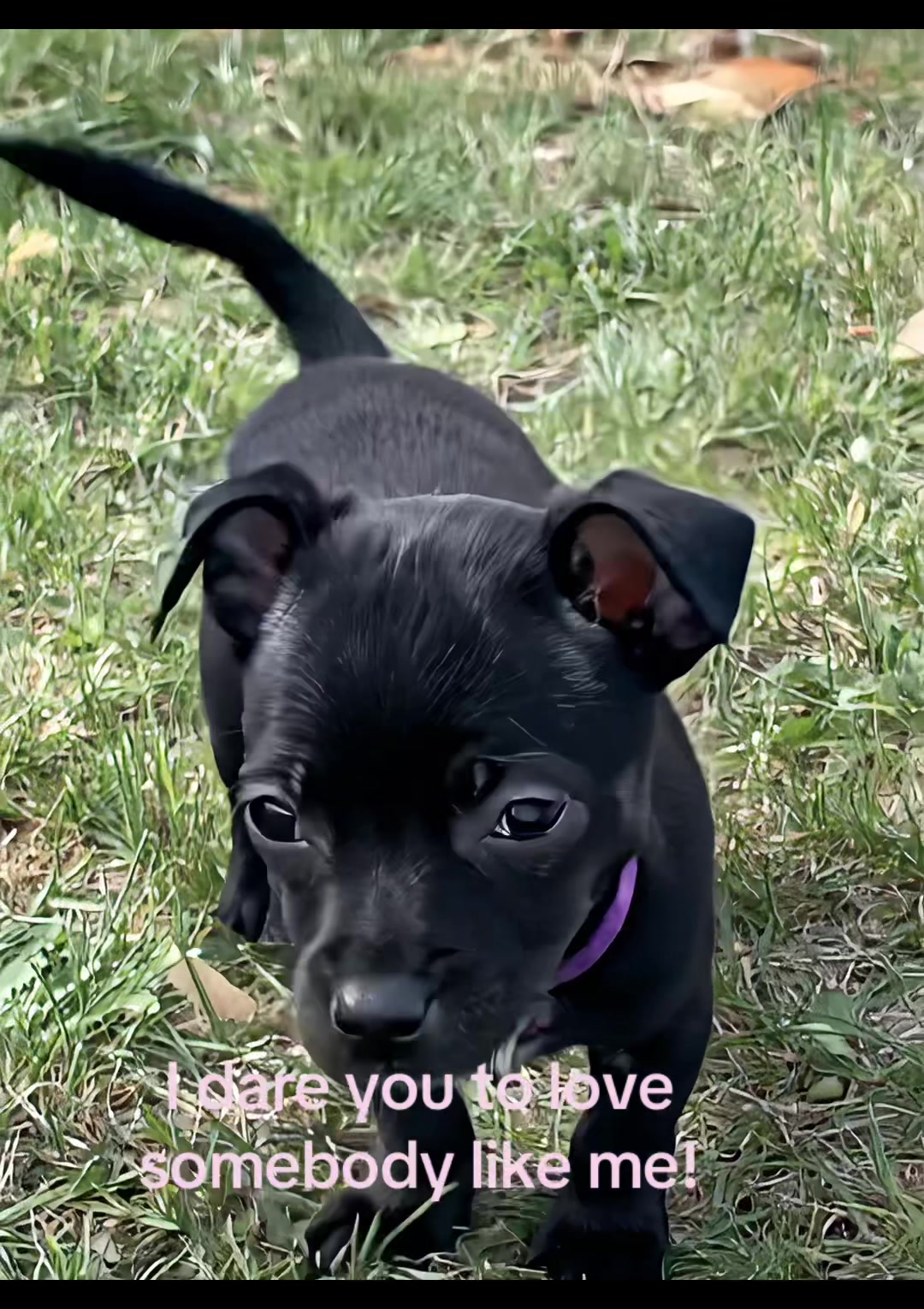 @lovinglifewithpuppies🐾🇨🇦🐾
