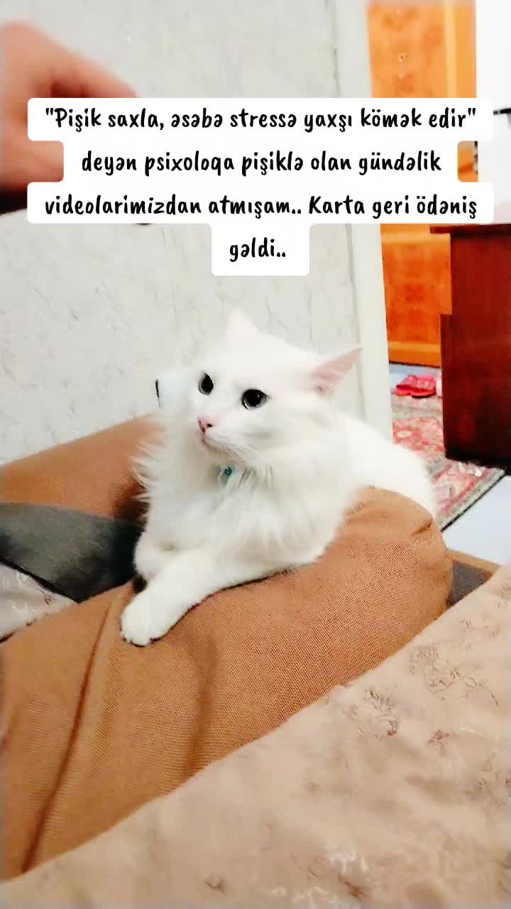 @Kedi_BULUT