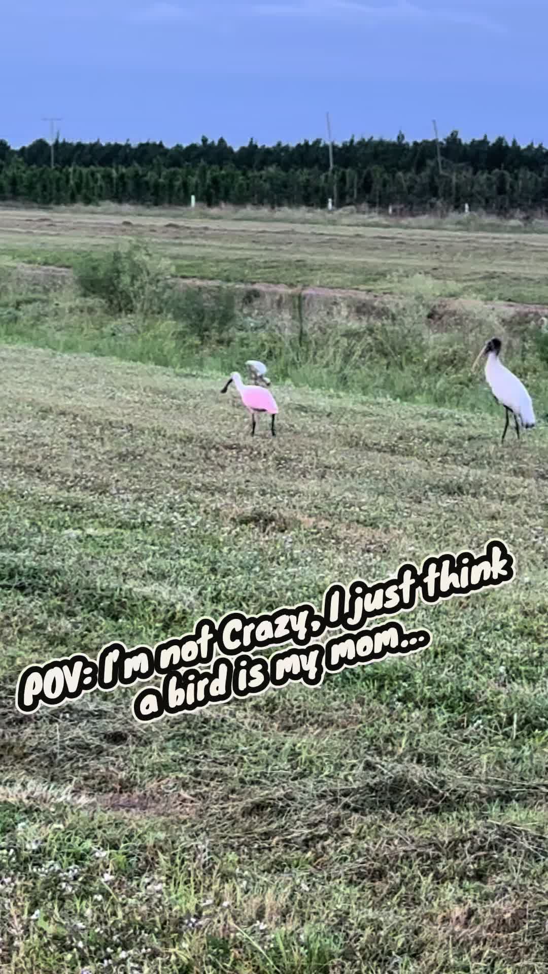 @TheFunnyFarmMom