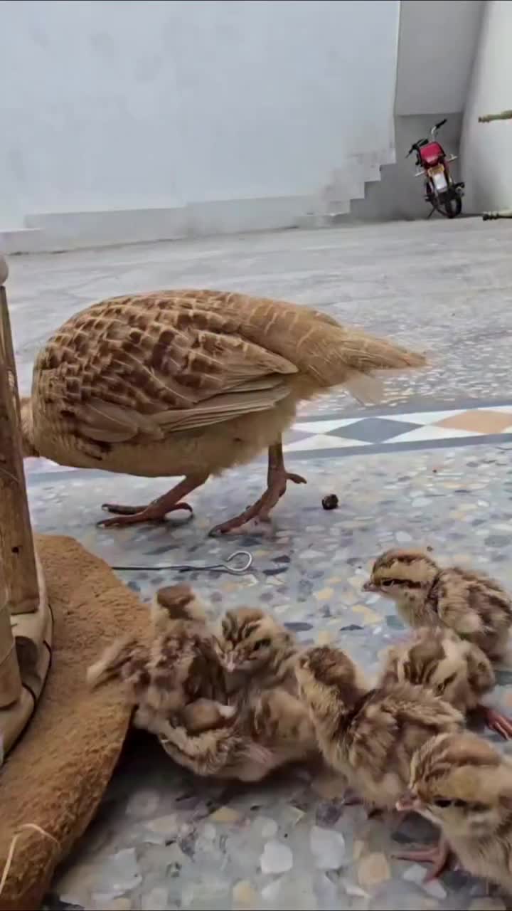@Birds Lover