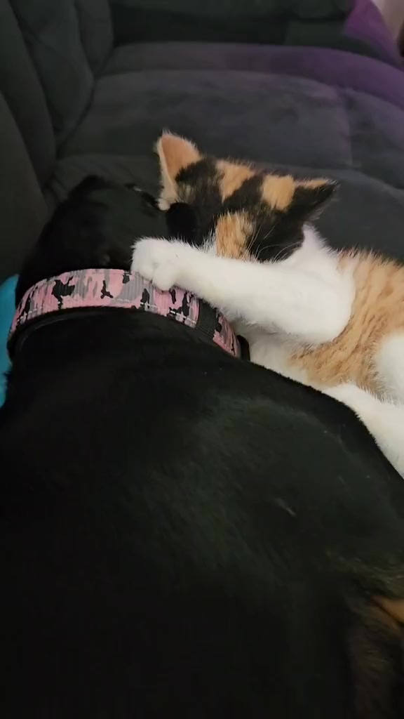 @🐈Barb🐈 Ausbrit Cattery  🇦🇺