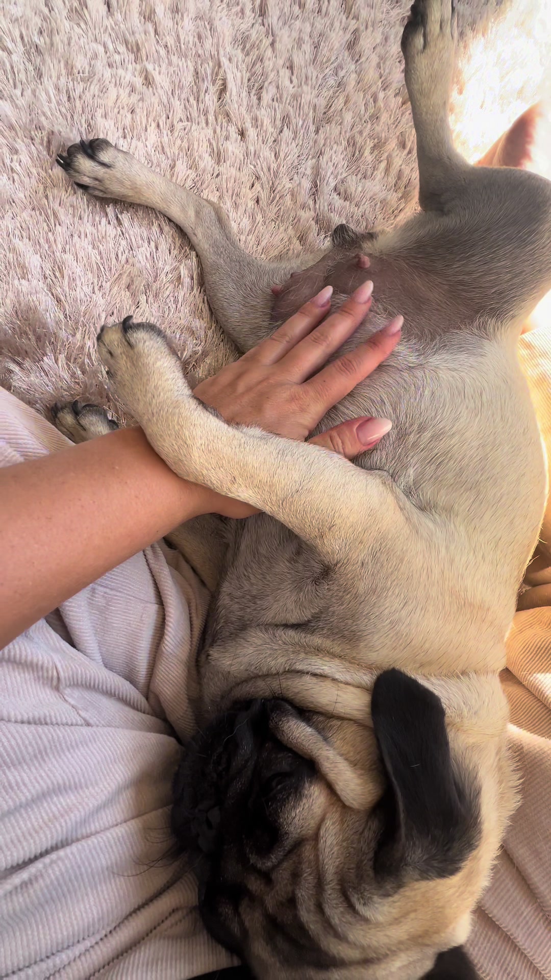 @pugSofyHarry