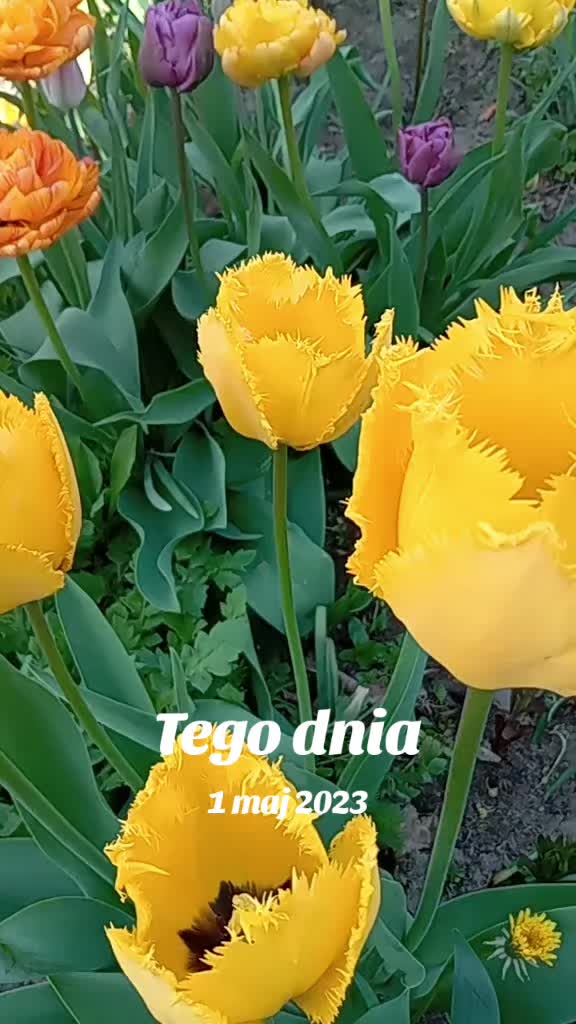 @MaGdaC