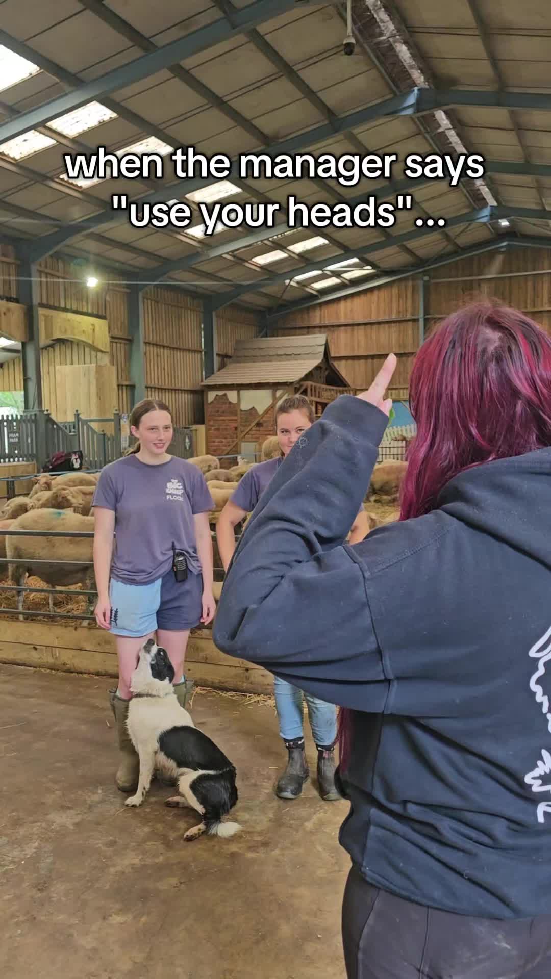 @The Big Sheep