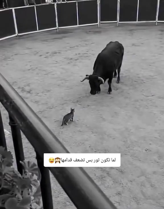 @غلا الدوسري