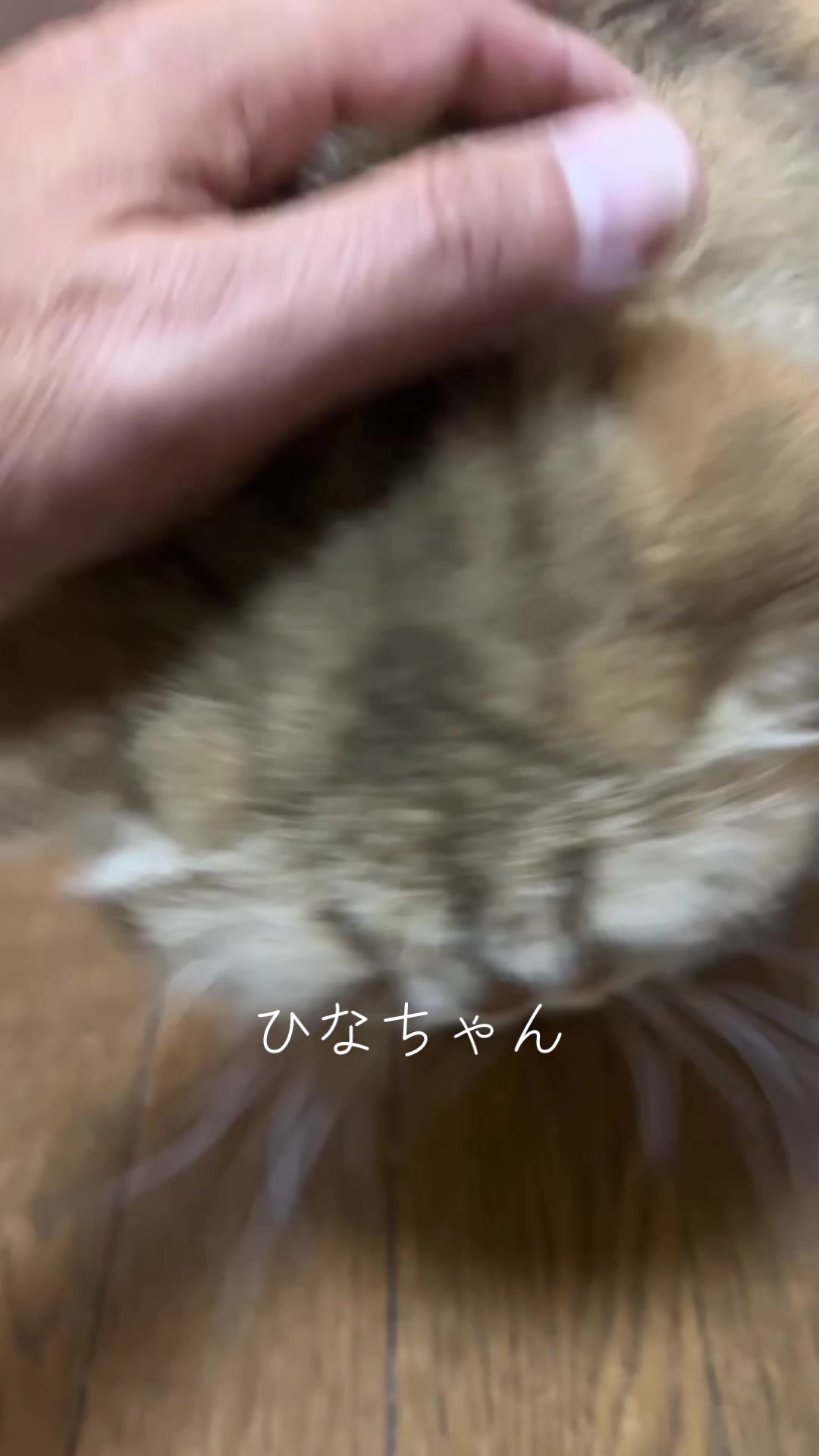 @フカカン