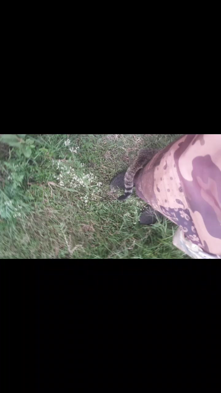 @Orimbajnrkennels