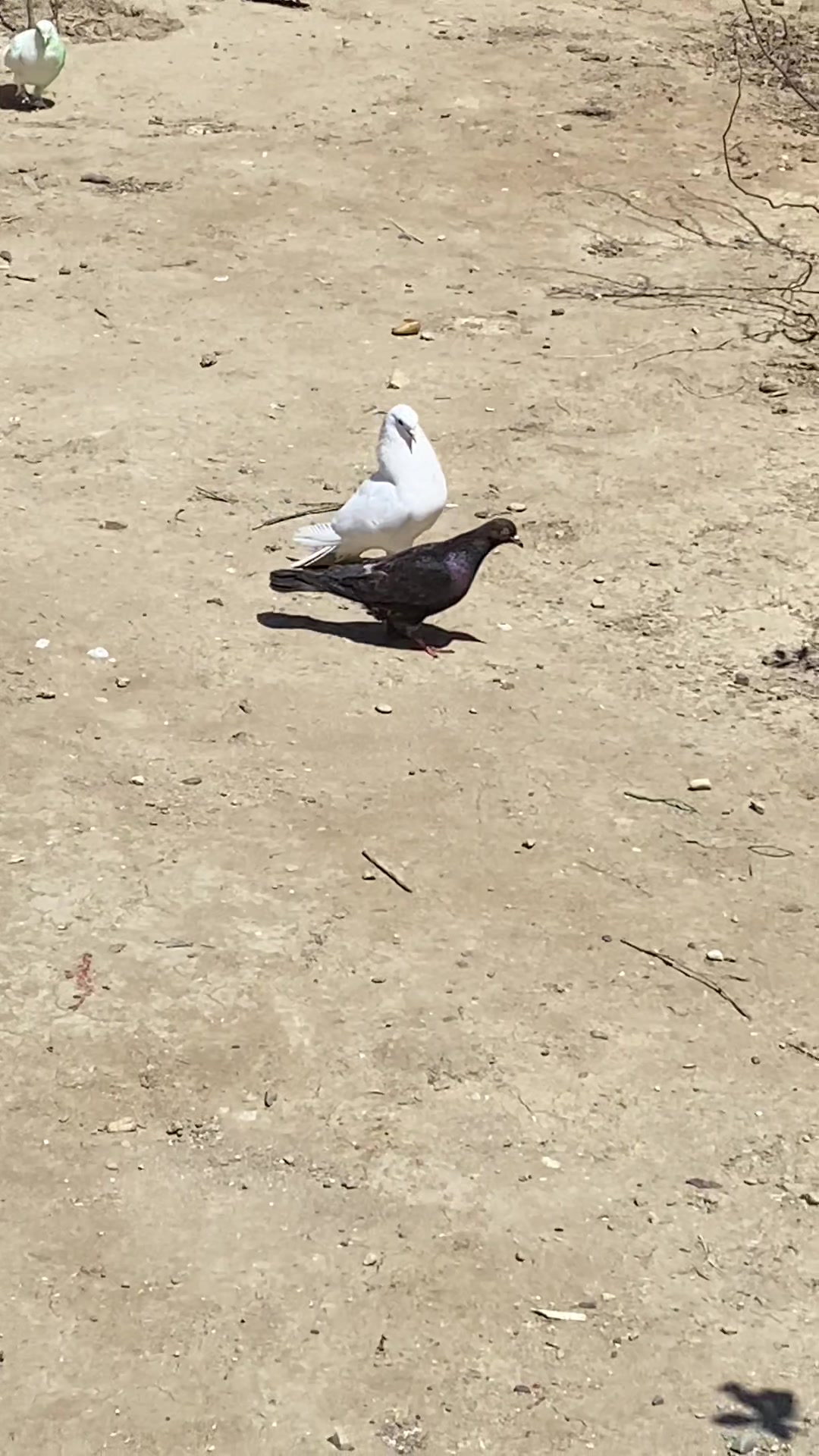 @pirsağı