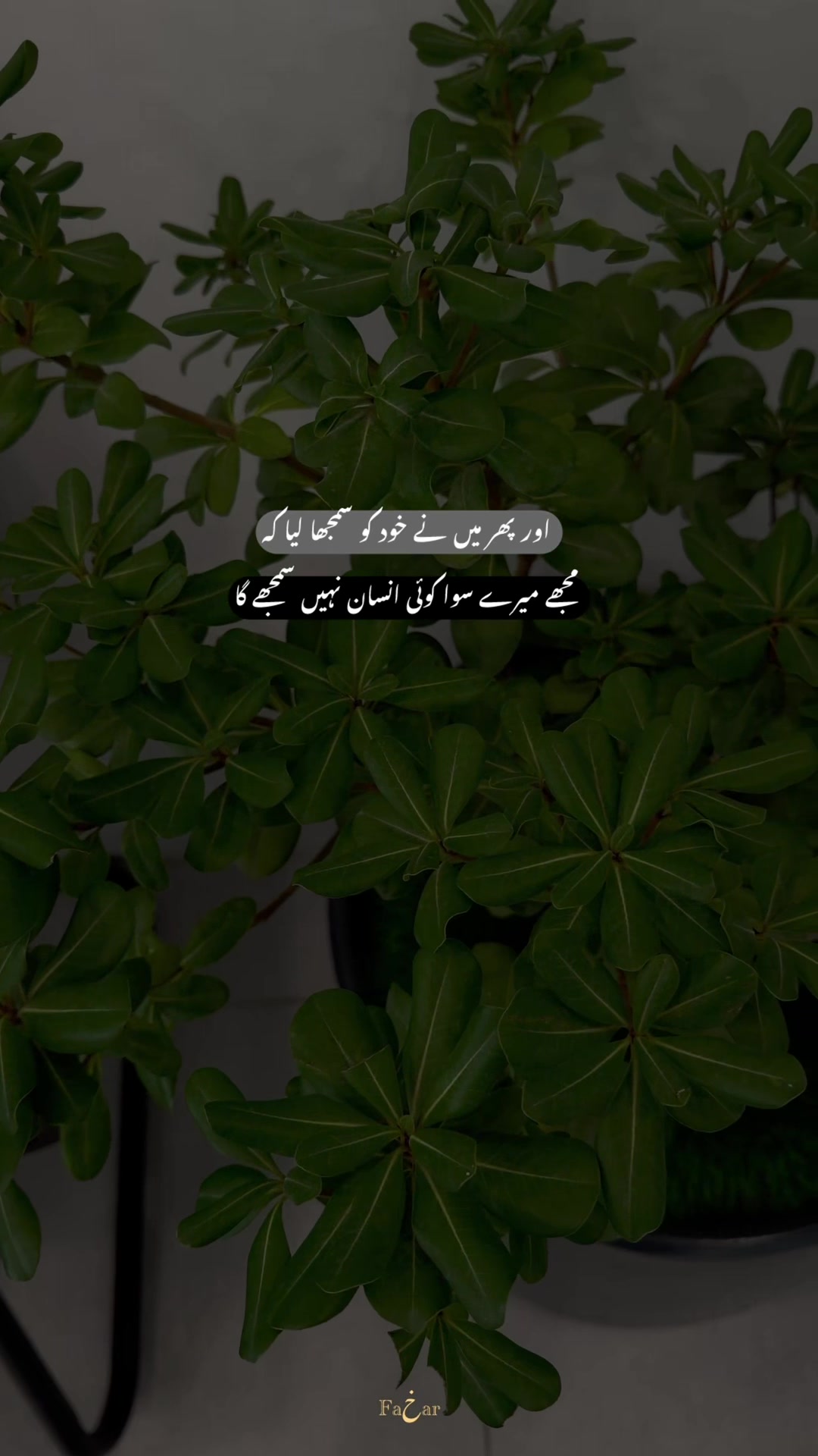 @𝙁𝙖𝙠𝙝𝙖𝙧 ♡