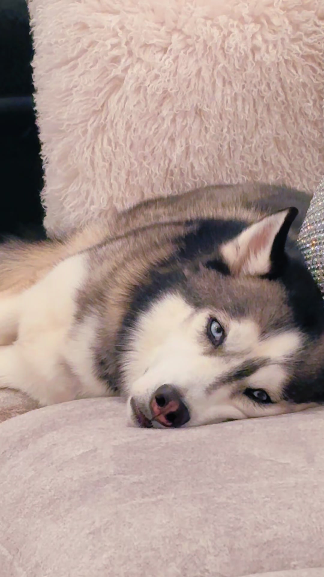 @lifewith2huskies