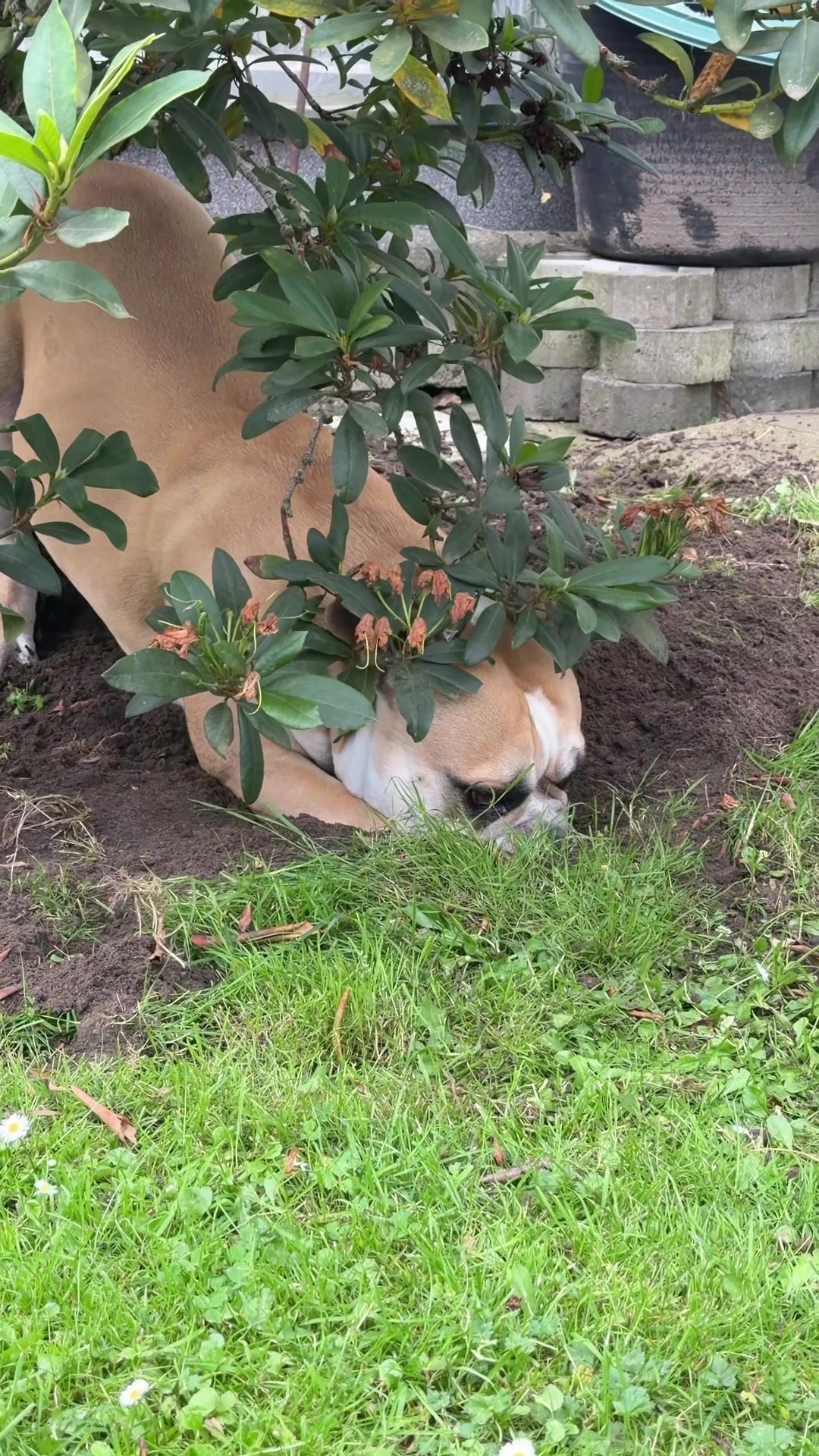 @Mogli🐾