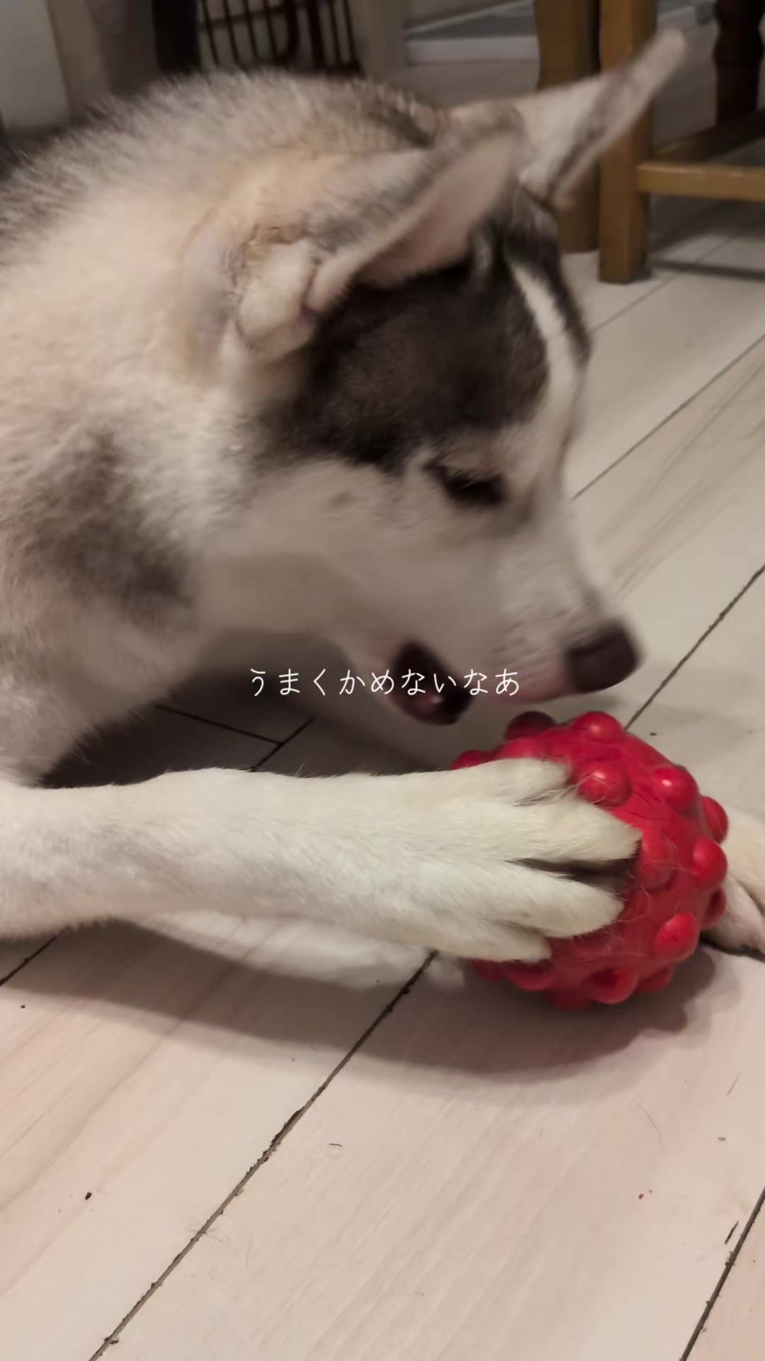 @大型犬3頭&小型老犬4頭多頭飼いの生活